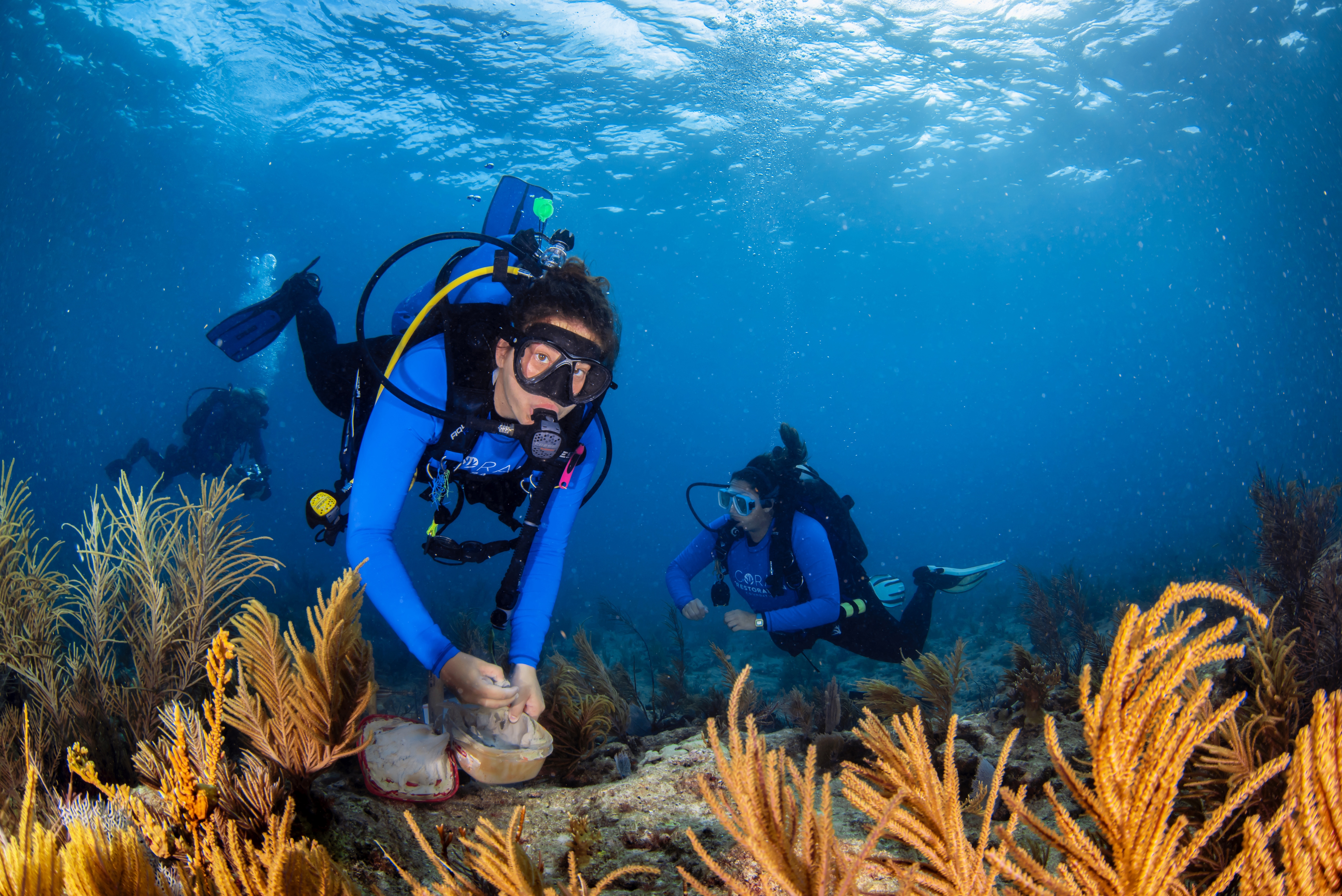 Coral Restoration Foundation divers at work in the Florida Keys. (Courtesy CRF) Coral Restoration Foundation divers at work in the Florida Keys. (Courtesy CRF)