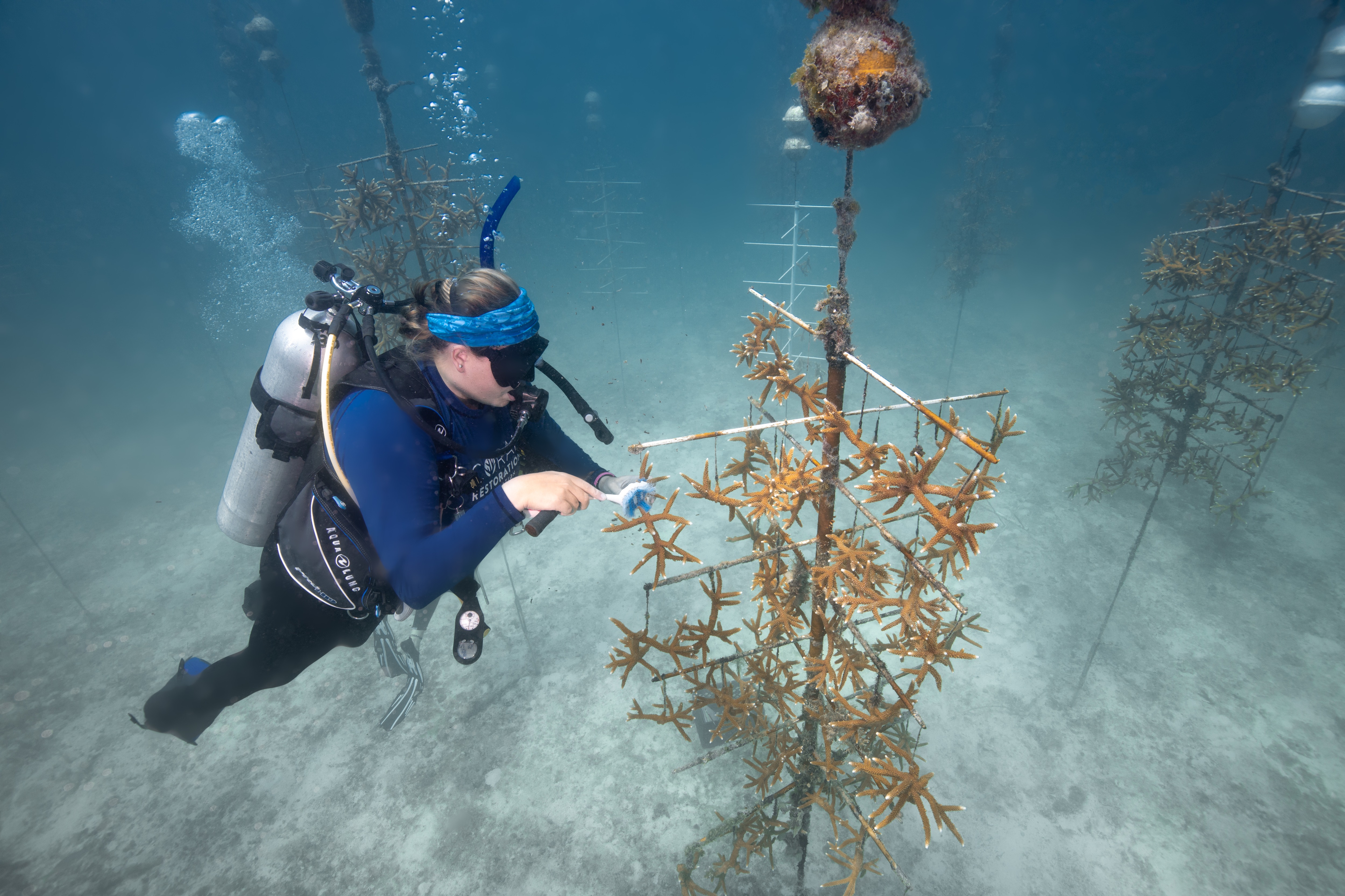 (Courtesy Coral Restoration Foundation)