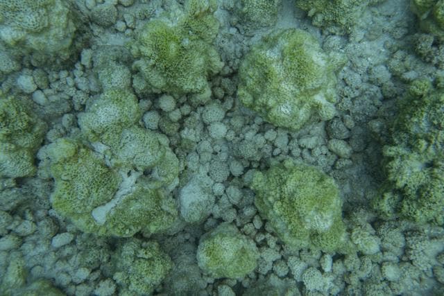 The same Goniopora patch, after the dying / bleaching began last summer. Below, the skeletons, overridden by algae, are now all that remain of the patch in Lakshadweep. (Wenzel Pinto) The same Goniopora patch, after the dying / bleaching began last summer. Below, the skeletons, overridden by algae, are now all that remain of the patch in Lakshadweep. (Wenzel Pinto)