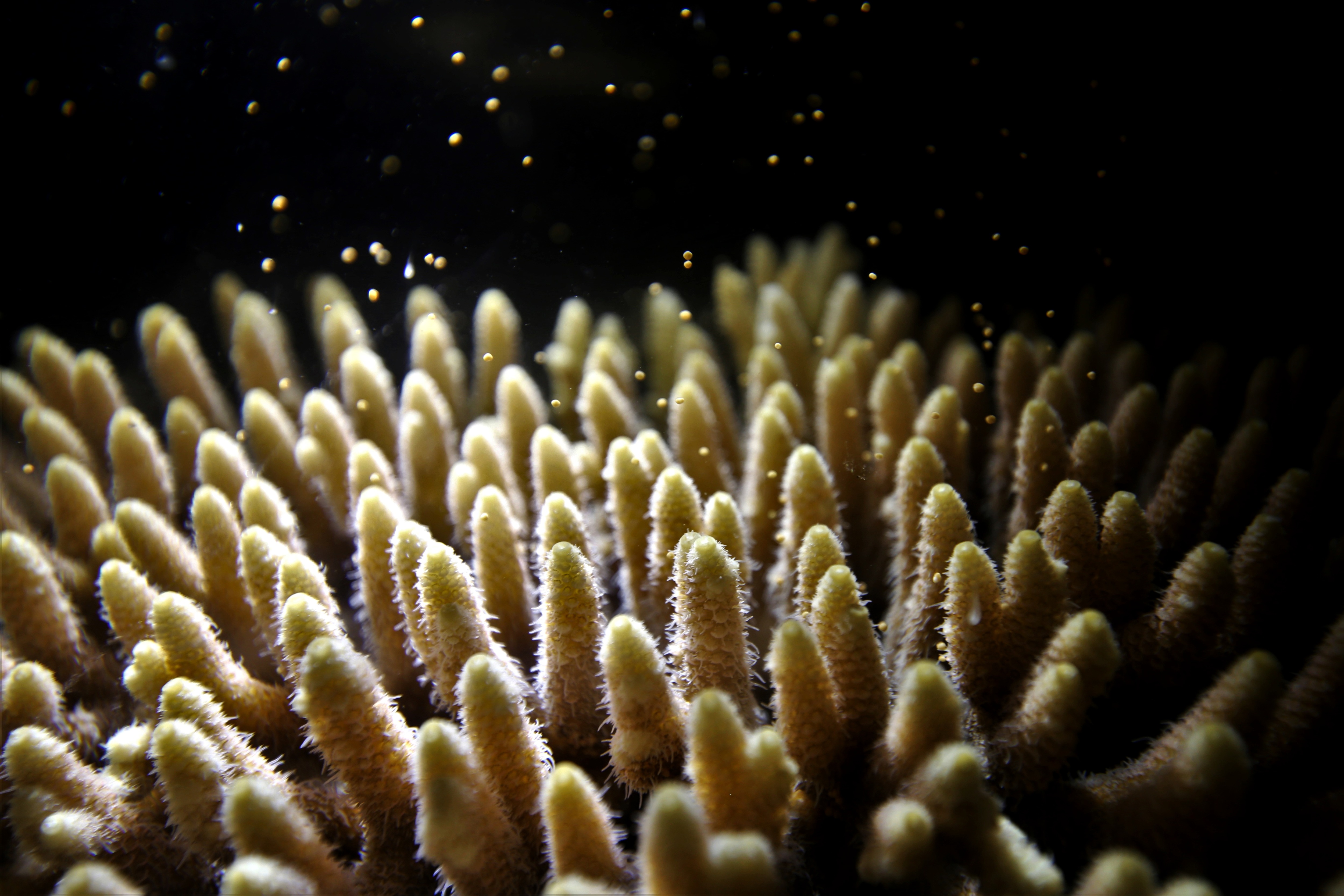 A coral colony releases eggs and sperm in a spawning event. (Patrick Buerger) A coral colony releases eggs and sperm in a spawning event. (Patrick Buerger)