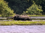 Kamrup: A wild elephant in the flooded water, in Hajo at Kamrup district, Saturday, July 6, 2024. (PTI Photo) (PTI07_06_2024_000249B)(PTI) Kamrup: A wild elephant in the flooded water, in Hajo at Kamrup district, Saturday, July 6, 2024. (PTI Photo) (PTI07_06_2024_000249B)(PTI)