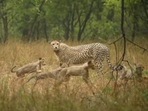 Cheetah Gamini with her five cubs(ANI) Cheetah Gamini with her five cubs(ANI)