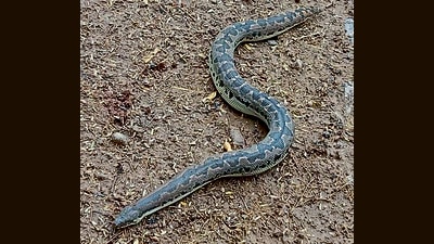 A common sand boa rescued from Panchkula’s Sector 6 by Salim Khan. A common sand boa rescued from Panchkula’s Sector 6 by Salim Khan.