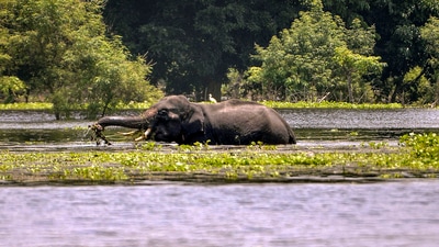 Kamrup: A wild elephant in the flooded water, in Hajo at Kamrup district, Saturday, July 6, 2024. (PTI Photo) (PTI07_06_2024_000249B) (PTI) Kamrup: A wild elephant in the flooded water, in Hajo at Kamrup district, Saturday, July 6, 2024. (PTI Photo) (PTI07_06_2024_000249B) (PTI)