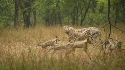 Cheetah Gamini with her five cubs (ANI) Cheetah Gamini with her five cubs (ANI)