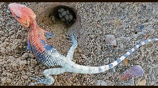 बगीचे में छिपकली अपने बिल के पास ताजे अंडे के साथ खड़ी है। (प्रोफेसर श्याम मीना) बगीचे में छिपकली अपने बिल के पास ताजे अंडे के साथ खड़ी है। (प्रोफेसर श्याम मीना)