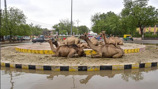 A scene from Bikaner after the rains on Saturday. (PTI)