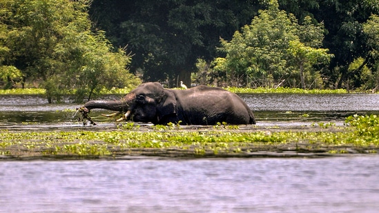 Kamrup: A wild elephant in the flooded water, in Hajo at Kamrup district, Saturday, July 6, 2024. (PTI Photo) (PTI07_06_2024_000249B)(PTI)