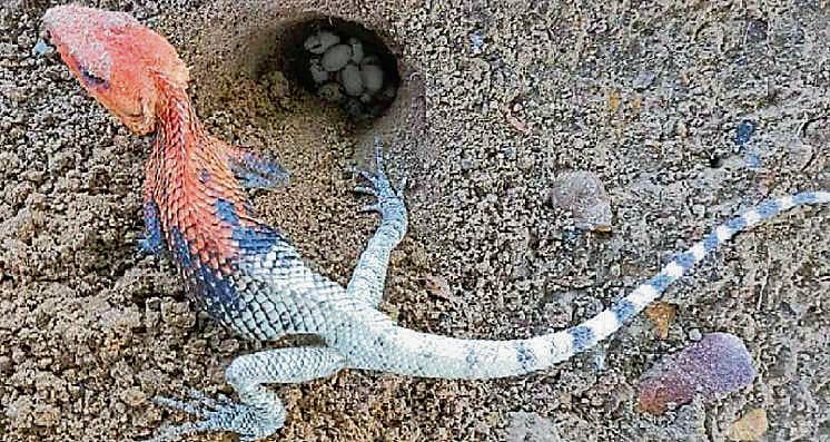 A garden lizard next to her burrow nest with freshly laid eggs. (Prof Shyam Meena) A garden lizard next to her burrow nest with freshly laid eggs. (Prof Shyam Meena)