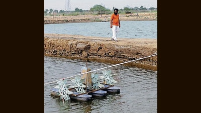 A shrimp farmer at his pond in Muktsar's Hasnar village . (Sanjeev Kumar/HT) A shrimp farmer at his pond in Muktsar's Hasnar village . (Sanjeev Kumar/HT)