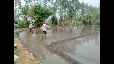 Farmers work in a field in Patiala district. Farmers work in a field in Patiala district.