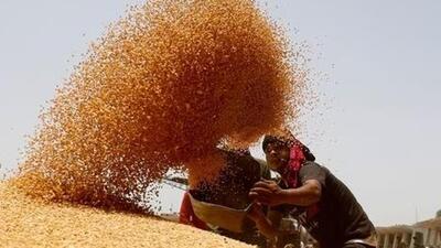 Madhya Pradesh had the lowest procurement of wheat in 2024, shows government data (Representative Photo) Madhya Pradesh had the lowest procurement of wheat in 2024, shows government data (Representative Photo)