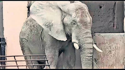The decision to chain the elephant has drawn criticism from international organisations. (HT Photo) The decision to chain the elephant has drawn criticism from international organisations. (HT Photo)
