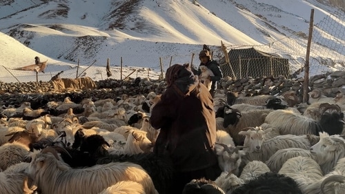 Gayatri Parameswaran’s new VR project is a mixed reality documentary that aims to engage viewers with the efforts to preserve the endangered snow leopards in Ladakh