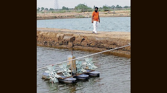 A shrimp farmer at his pond in Muktsar's Hasnar village . (Sanjeev Kumar/HT)
