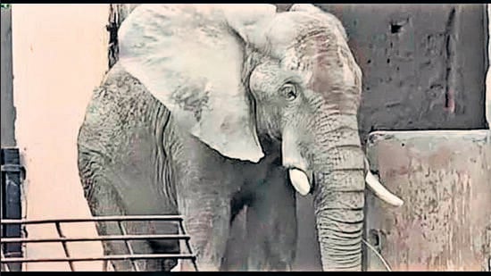 The decision to chain the elephant has drawn criticism from international organisations. (HT Photo)