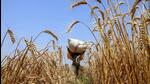 A farmer carries the harvested wheat crop at a field. (ANI Photo) A farmer carries the harvested wheat crop at a field. (ANI Photo)
