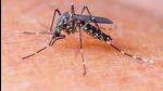 Aedes aegypti can spread dengue fever, chikungunya and yellow fever. (Representative photo) Aedes aegypti can spread dengue fever, chikungunya and yellow fever. (Representative photo)