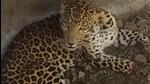 The minister’s remarks came a day after the villagers killed a leopard in the presence of Raichur regional forest personnel. (HT Photos) The minister’s remarks came a day after the villagers killed a leopard in the presence of Raichur regional forest personnel. (HT Photos)