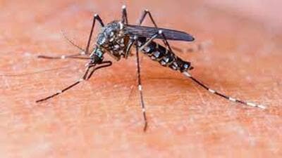 Aedes aegypti can spread dengue fever, chikungunya and yellow fever. (Representative photo) Aedes aegypti can spread dengue fever, chikungunya and yellow fever. (Representative photo)
