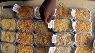 To increase pulse production in Uttar Pradesh, the state government has prepared an action plan for Arhar, Urad, and Moong. Under this, 27,200 hectares of crop demonstrations will be organised under the National Food Security Mission scheme. (For representation) To increase pulse production in Uttar Pradesh, the state government has prepared an action plan for Arhar, Urad, and Moong. Under this, 27,200 hectares of crop demonstrations will be organised under the National Food Security Mission scheme. (For representation)