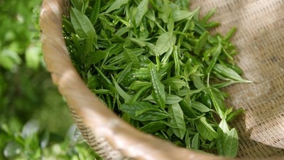 India's tea production in May plunged more than 30% from a year earlier to 90.92 million kg, its lowest for that month in more than a decade, hurt by excessive heat and scant rainfall. India's tea production in May plunged more than 30% from a year earlier to 90.92 million kg, its lowest for that month in more than a decade, hurt by excessive heat and scant rainfall.