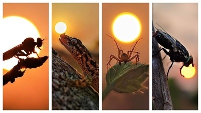 After finishing his online classes, Aditya explored the local biodiversity in Pawas, brimming with rich flora and fauna. Religiously, after classes, he would spend a good 7-8 hours trying to capture creative shots of insects and animals and post them on his social media. His photos gained good reach and responses and even received tips from photography experts. Slowly, he nurtured this newfound hobby into a fervent passion. After finishing his online classes, Aditya explored the local biodiversity in Pawas, brimming with rich flora and fauna. Religiously, after classes, he would spend a good 7-8 hours trying to capture creative shots of insects and animals and post them on his social media. His photos gained good reach and responses and even received tips from photography experts. Slowly, he nurtured this newfound hobby into a fervent passion. 