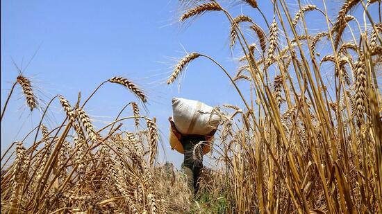 A farmer carries the harvested wheat crop at a field. (ANI Photo)