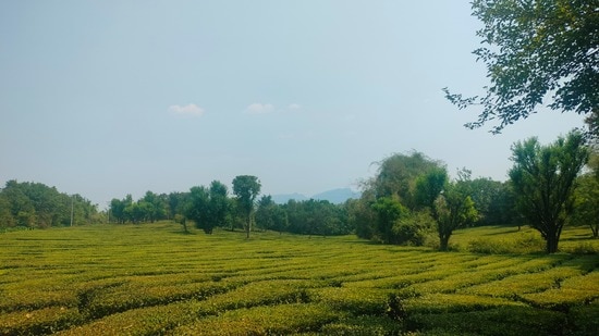 According to figures shared by officials at the Tea Board India in Palampur, only 2,26,714 kg of tea was produced in Himachal Pradesh until May this year, significantly less than the 3,31,787 kg produced in the same period last year. The production until May remains 1,05,073 kg behind last year’s yield. (HT Photo)