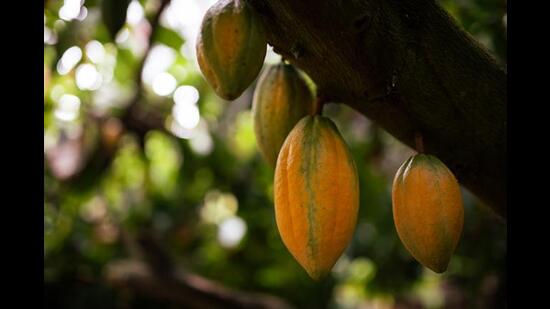 Cacao on a farm in the West Godavari district (Hashim Badani) Cacao on a farm in the West Godavari district (Hashim Badani)