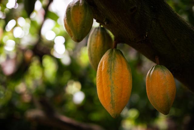 Cacao on a farm in the West Godavari district (Hashim Badani) Cacao on a farm in the West Godavari district (Hashim Badani)