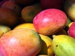 The farmer mentioned that all the mangoes he grows weigh around 500 grams or more. 