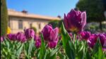 The cost of the bulbs imported from the Netherlands is high and the project will help reduce the price. (HT Photo) The cost of the bulbs imported from the Netherlands is high and the project will help reduce the price. (HT Photo)