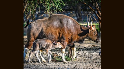 Maintaining movement among habitat patches usually results in mating and genetic exchange, the loss of which can increase the probability of species extinction, the study reveals. (HT PHOTO) Maintaining movement among habitat patches usually results in mating and genetic exchange, the loss of which can increase the probability of species extinction, the study reveals. (HT PHOTO)