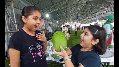 Mangoes of different varieties, including Dussehri, Chausa, Langra, Amarpali, Bombay Green (Malda), Ratol, Malika, Ambika and Ramkela (a pickle variety), will be on display from 10 am onwards on Day 1. (HT File Photo)