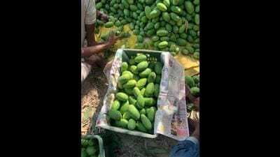 With this pruning technique, trees can start producing 100 kg per tree within just 2-3 years, all while reducing the need for excessive pesticide use. (FOR REPRESENTATION) With this pruning technique, trees can start producing 100 kg per tree within just 2-3 years, all while reducing the need for excessive pesticide use. (FOR REPRESENTATION)