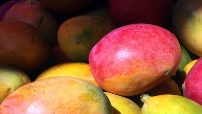 The farmer mentioned that all the mangoes he grows weigh around 500 grams or more. (Unsplash) The farmer mentioned that all the mangoes he grows weigh around 500 grams or more. (Unsplash)