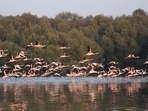 Ramsar sites are wetlands of international importance designated under the Ramsar Convention. Thane Creek Flamingo Sanctuary seen on Wednesday, January 30, 2019. (Photo by Praful Gangurde/ HT Photo) (HT PHOTO) Ramsar sites are wetlands of international importance designated under the Ramsar Convention. Thane Creek Flamingo Sanctuary seen on Wednesday, January 30, 2019. (Photo by Praful Gangurde/ HT Photo) (HT PHOTO)