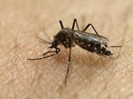 Transmitted by the Aedes mosquito, Zika virus has become a pressing health concern in recent times.(HT Photo) Transmitted by the Aedes mosquito, Zika virus has become a pressing health concern in recent times.(HT Photo)