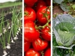 Get your veggies their 'companions' so that they grow healthy. Get your veggies their 'companions' so that they grow healthy.