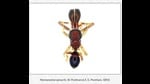 Among the 25 Arachnid species reported for the first time in India, two belong to Maharashtra (Steatoda Erigoniformis and Myrmarachne Spissa). (HT PHOTO) Among the 25 Arachnid species reported for the first time in India, two belong to Maharashtra (Steatoda Erigoniformis and Myrmarachne Spissa). (HT PHOTO)