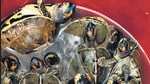 The 100 turtles, which were all stuffed in a single bag being carried on a two-wheeler, were hatchlings and their age can only be ascertained after tests, officials said. (HT Photo) The 100 turtles, which were all stuffed in a single bag being carried on a two-wheeler, were hatchlings and their age can only be ascertained after tests, officials said. (HT Photo)