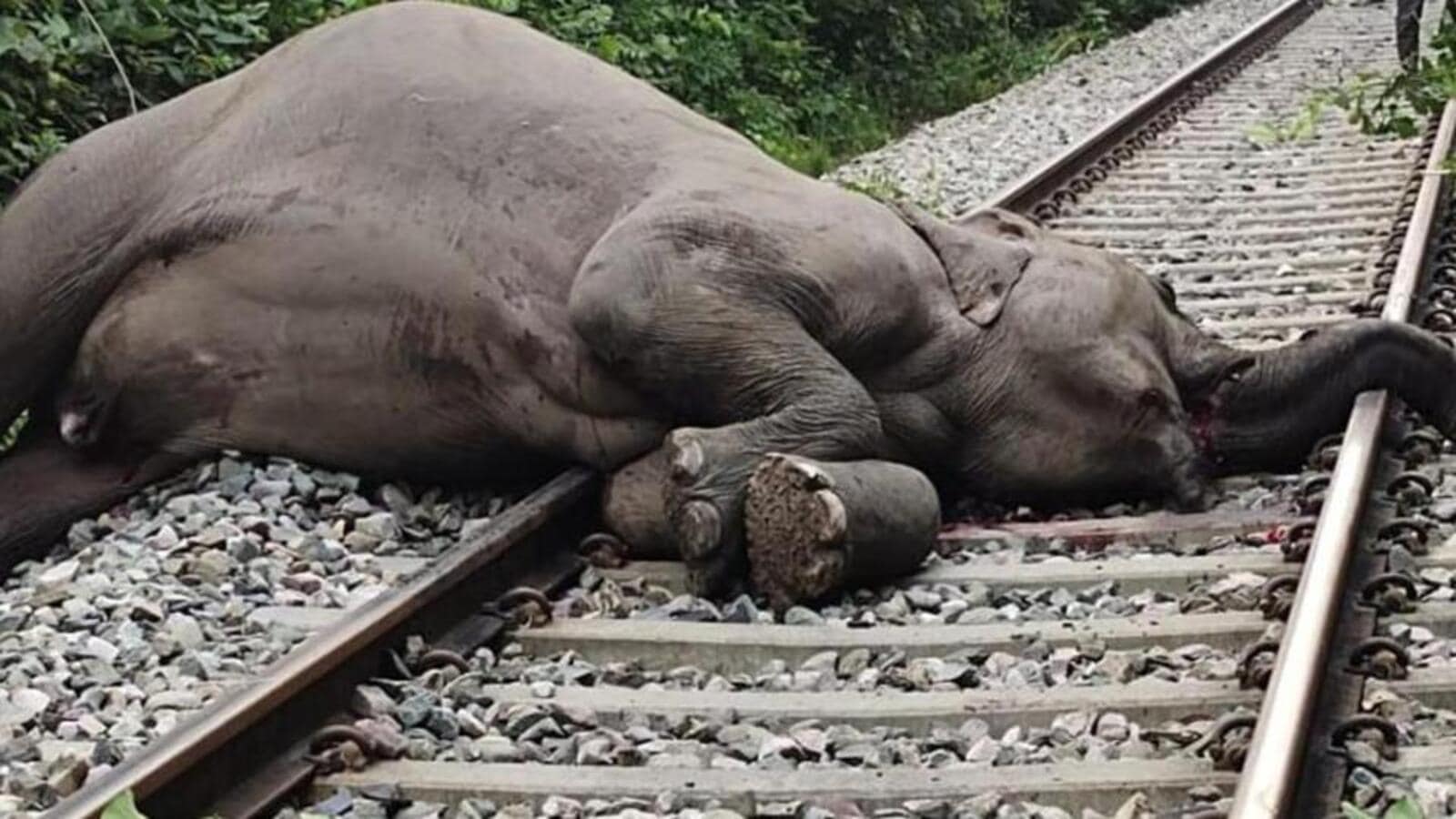Elephant killed after being hit by speeding train in Assam | India News