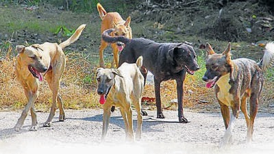 Residents kill stray after 135 dog bite cases in two days in Bhiwandi Residents kill stray after 135 dog bite cases in two days in Bhiwandi