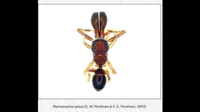 Among the 25 Arachnid species reported for the first time in India, two belong to Maharashtra (Steatoda Erigoniformis and Myrmarachne Spissa). (HT PHOTO) Among the 25 Arachnid species reported for the first time in India, two belong to Maharashtra (Steatoda Erigoniformis and Myrmarachne Spissa). (HT PHOTO)