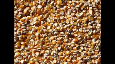 Punjab mandi board data says that about 53 lakh quintals of maize have already hit the purchase centres till July 10 which is 11% higher than in 2023 when it was about 46 lakh quintals. Punjab mandi board data says that about 53 lakh quintals of maize have already hit the purchase centres till July 10 which is 11% higher than in 2023 when it was about 46 lakh quintals.