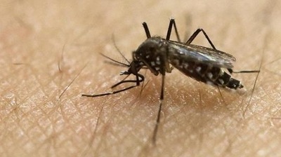 Transmitted by the Aedes mosquito, Zika virus has become a pressing health concern in recent times. (HT Photo) Transmitted by the Aedes mosquito, Zika virus has become a pressing health concern in recent times. (HT Photo)