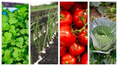 Get your veggies their 'companions' so that they grow healthy. Get your veggies their 'companions' so that they grow healthy.
