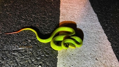 Assam CM shared this picture of "magical snake", saying that "Kaziranga just found a real-life Harry Potter snake". (X/@himantabiswa) Assam CM shared this picture of "magical snake", saying that "Kaziranga just found a real-life Harry Potter snake". (X/@himantabiswa)