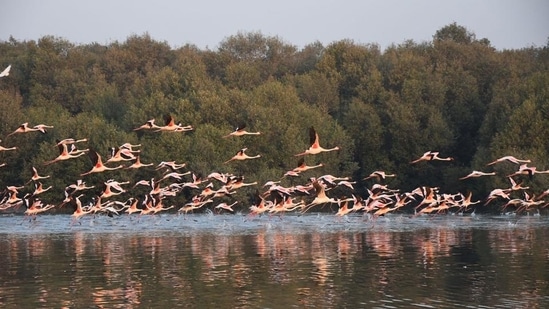 ​​Ramsar sites are wetlands of international importance designated under the Ramsar Convention. Thane Creek Flamingo Sanctuary seen on Wednesday, January 30, 2019. (Photo by Praful Gangurde/ HT Photo) (HT PHOTO)